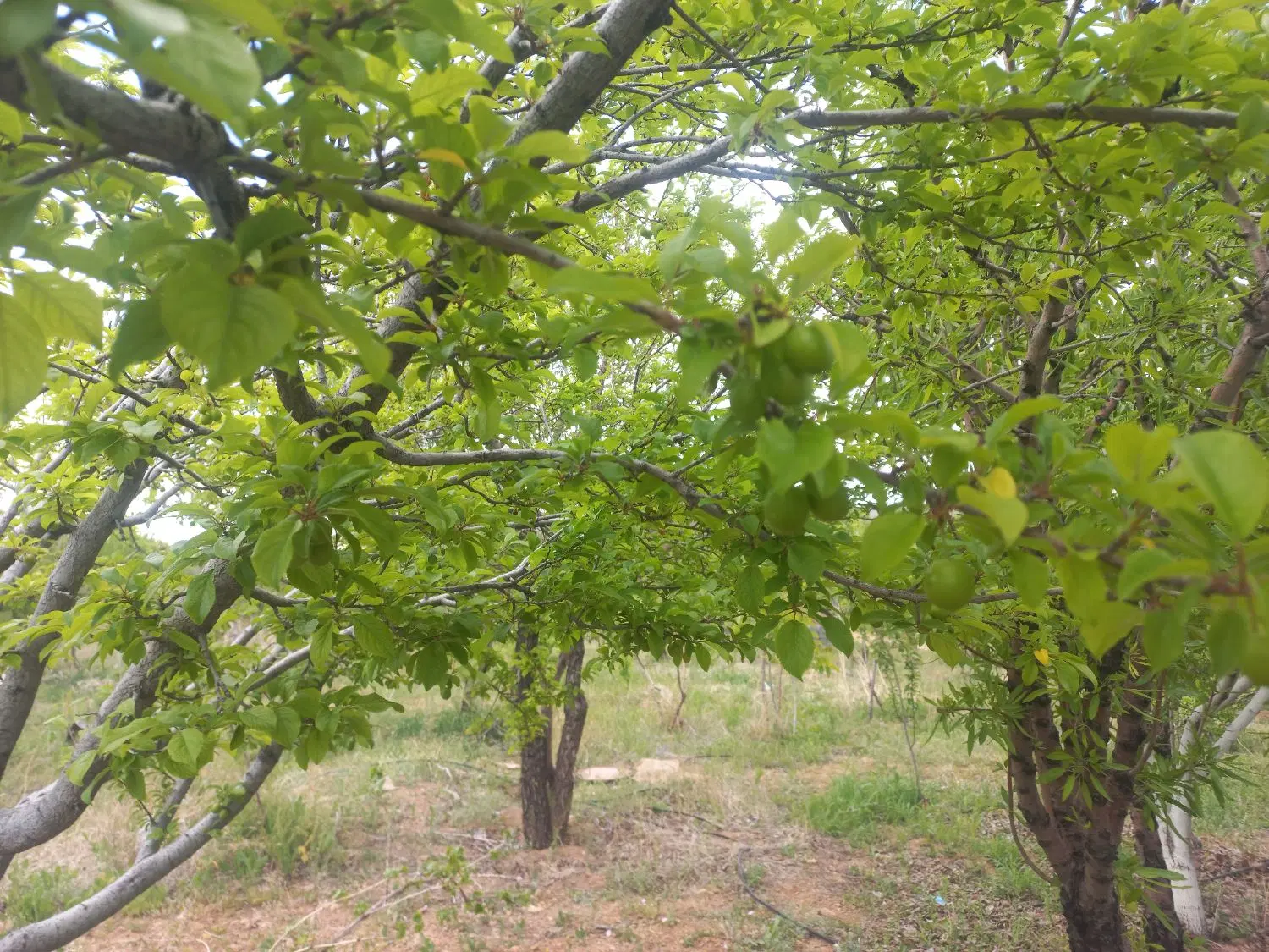 باغ ۱۰۰۰ متری خوش آب و هوا با آبیاری قطره ای