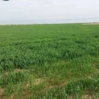 زمین کشاورزی دیمی اینده دار