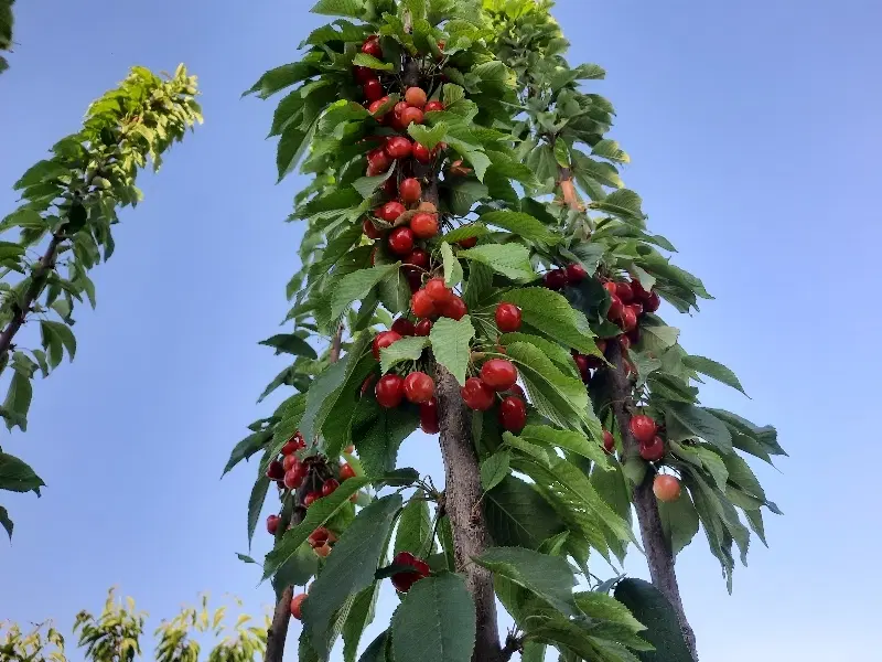فروش باغ سامان