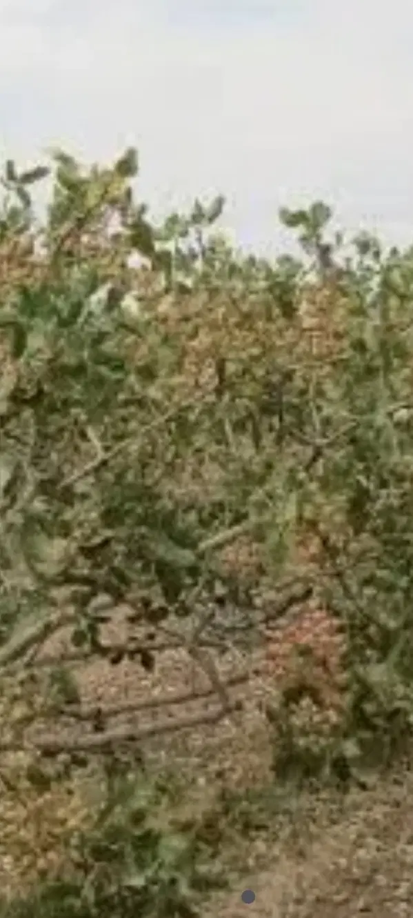 زمین پسته زار چاه افضل