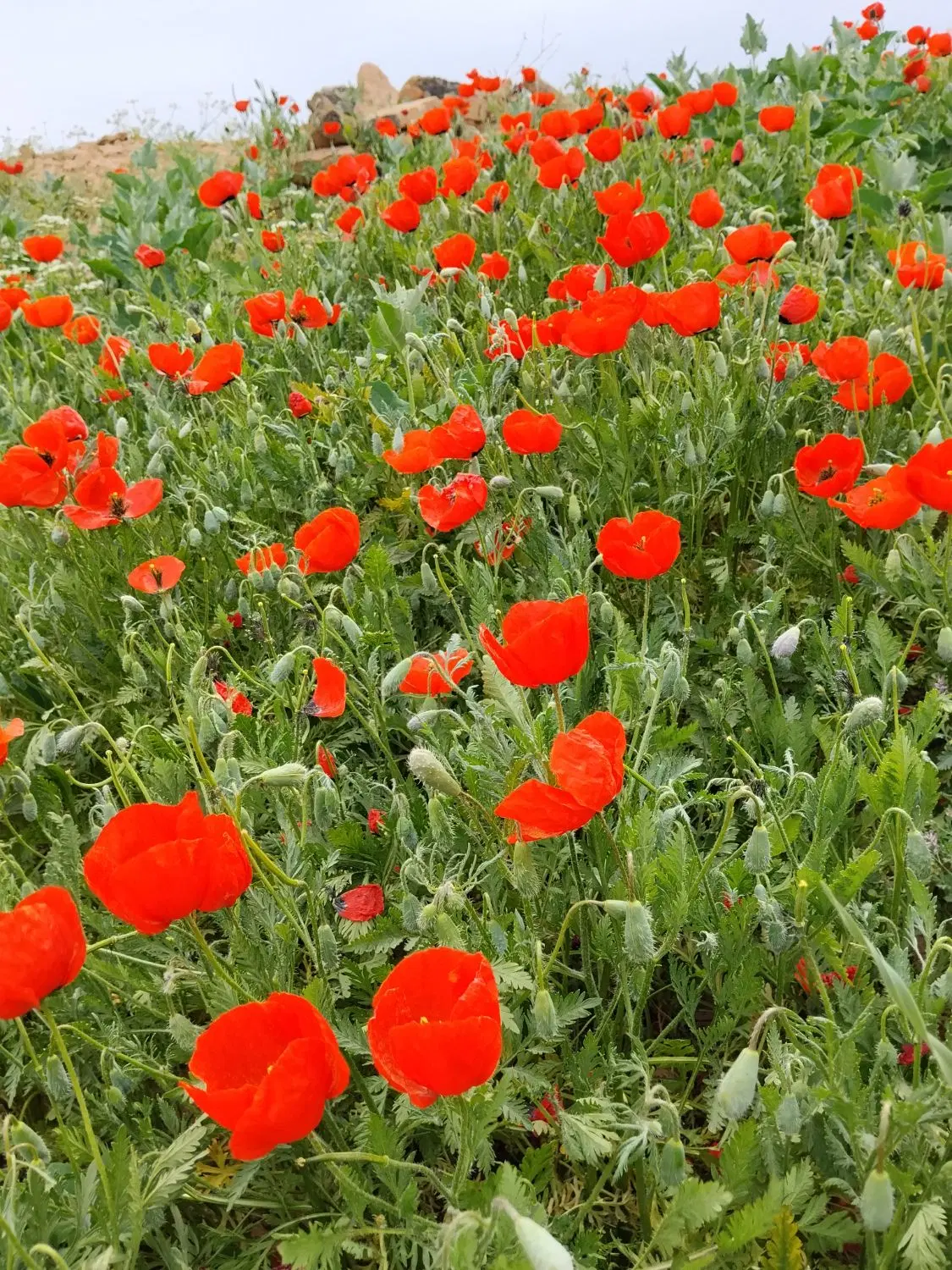فروش باغ انگوری ودرخت میوه