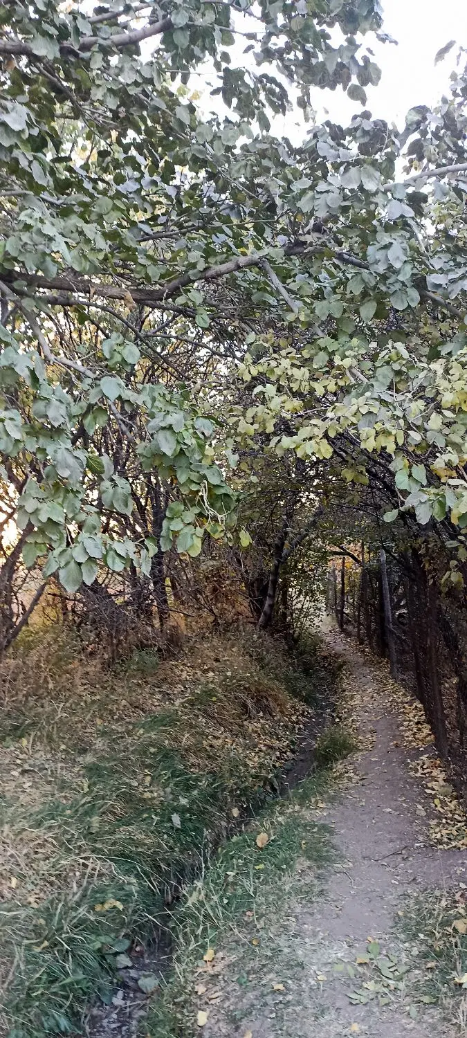 باغچه نقلی وباصفا