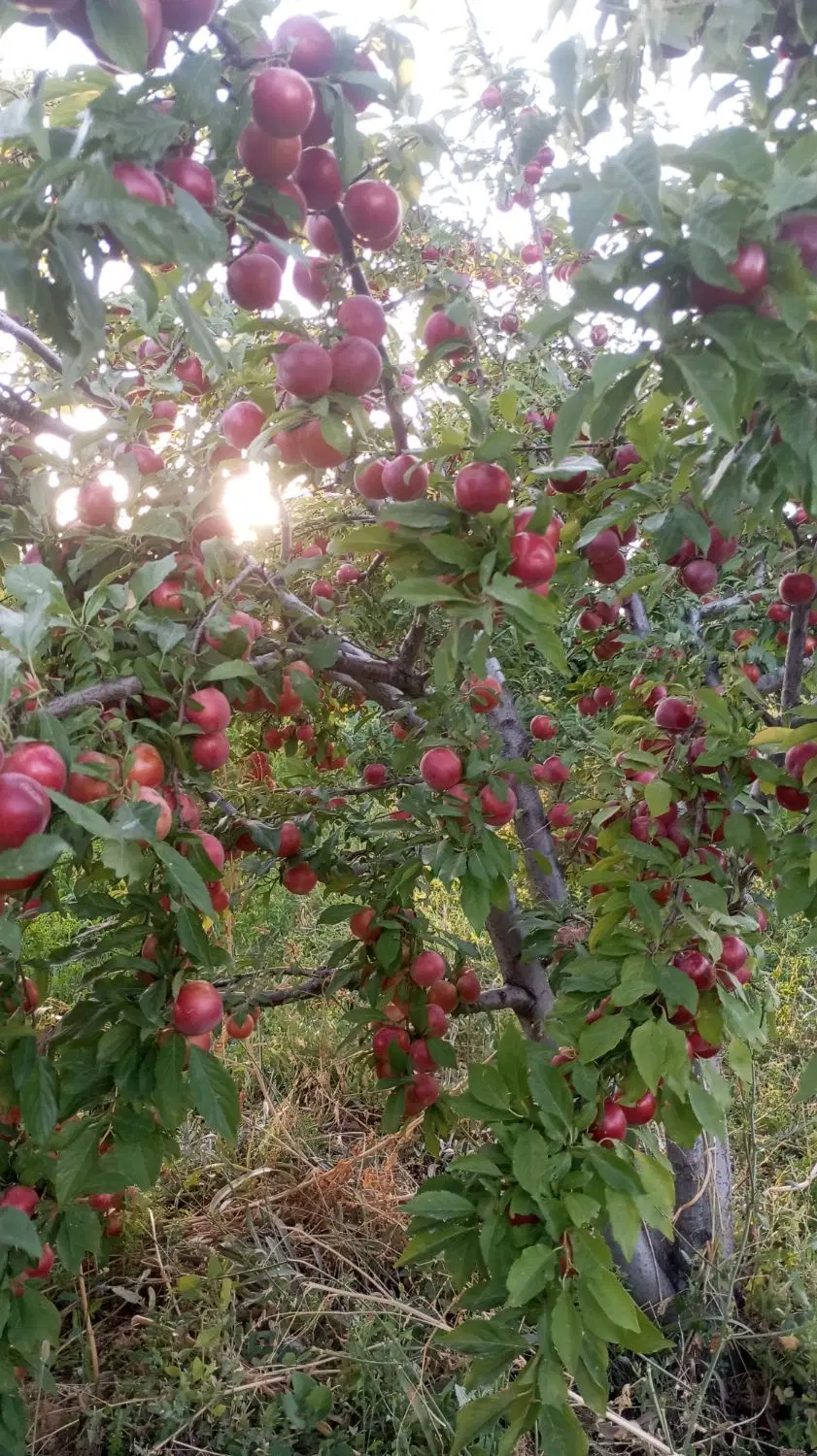 یک هکتار باغ پسته بادام گردو