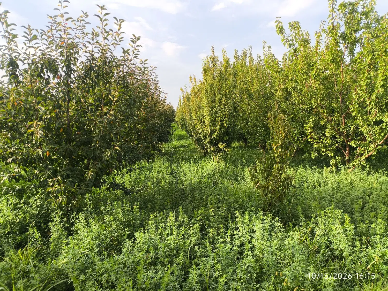باغچه الوان روستای اردوشاهی