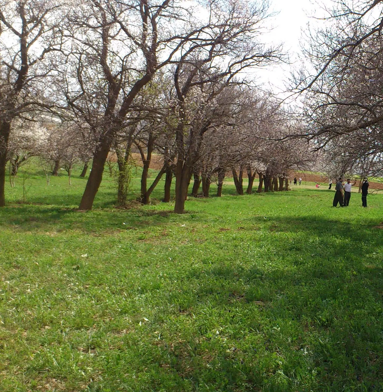 زمین کشاورزی