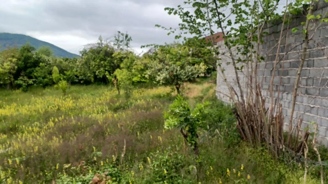 فروش زمین ۹۵۰ متری در روستای میانرود تنکابن