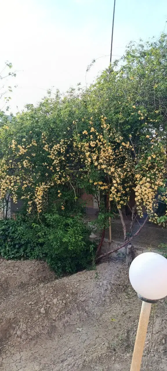 فروش باغ(کوشک)