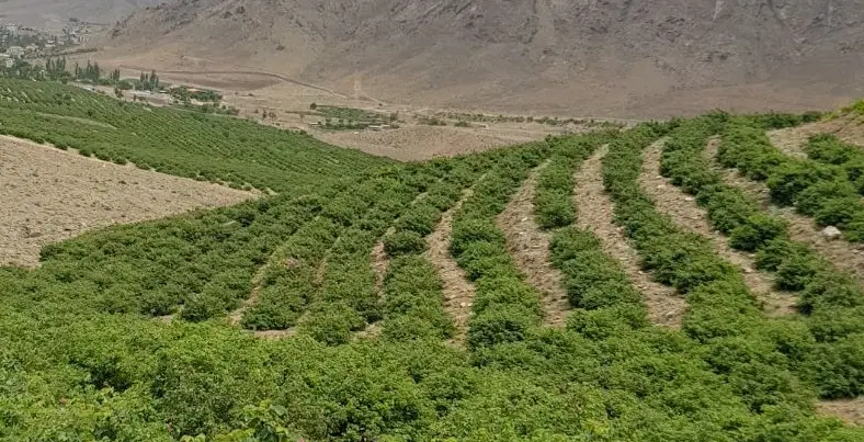 فروش سهام (زمین) گل محمدی قمصر