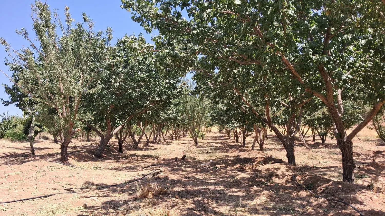 زمین کشاورزی
