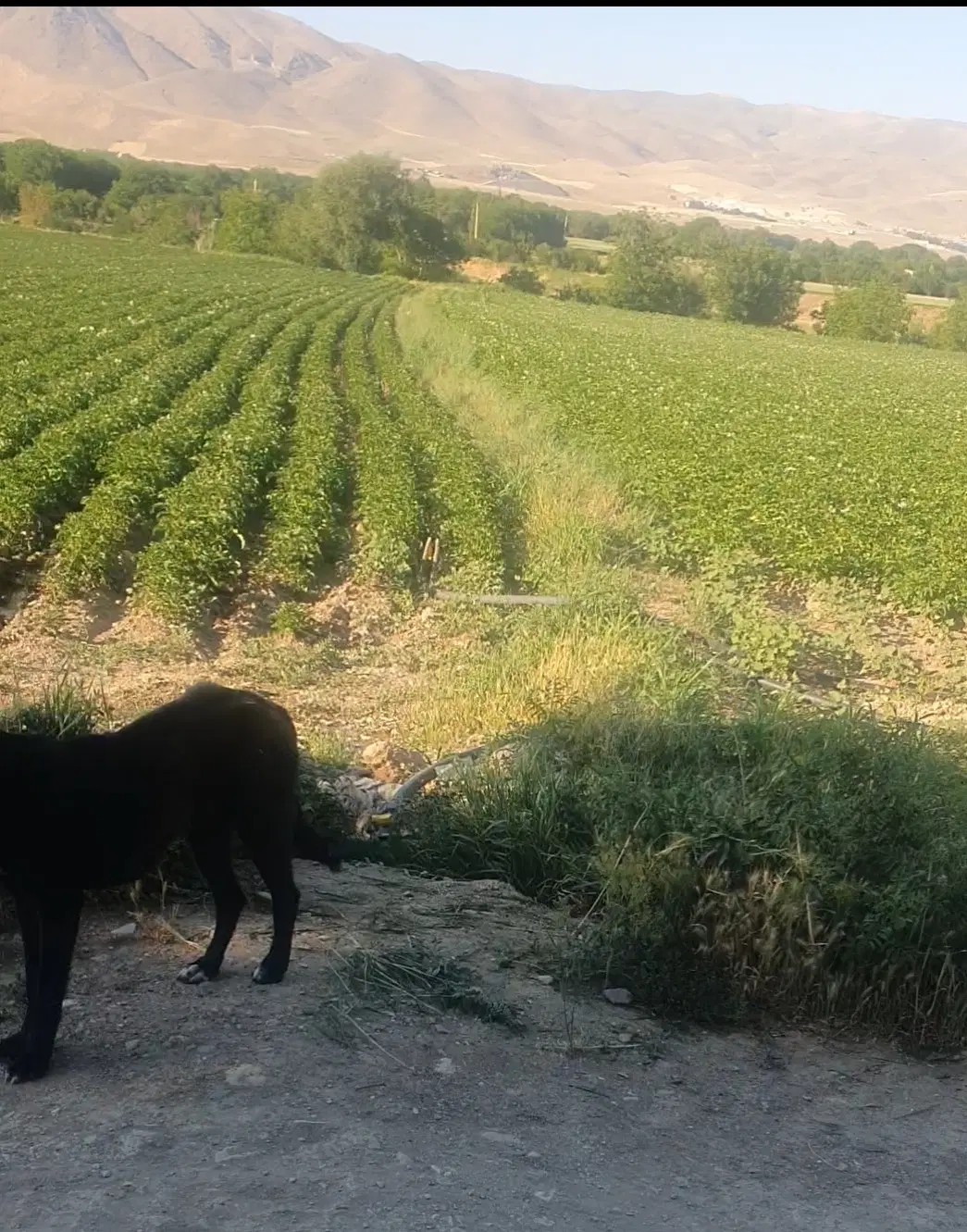 اجاره۳۰ هکتار زمین باچاه عمیق دربست