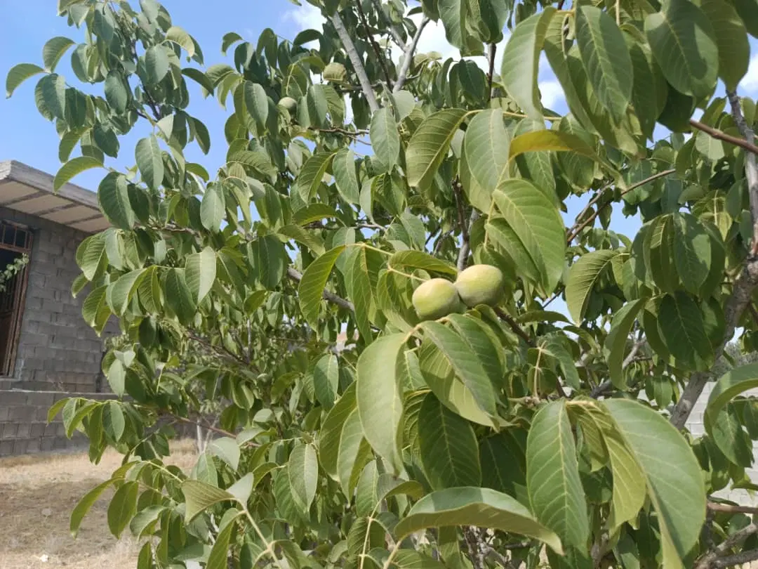 زمین زراعی و کشاورزی