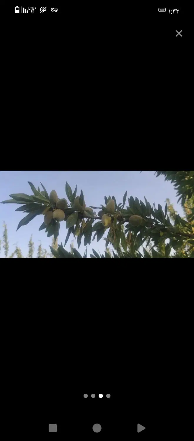 باغ درخت