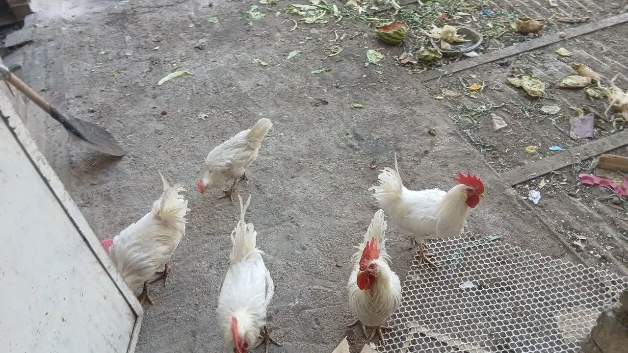 زمین مسکونی کرمجگان