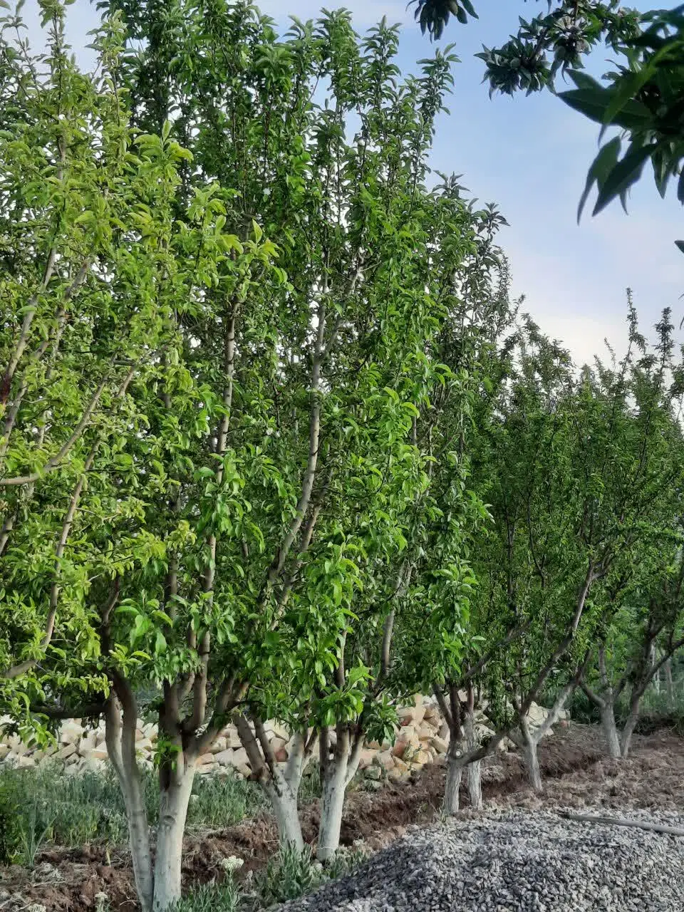 باغ دیزیجان