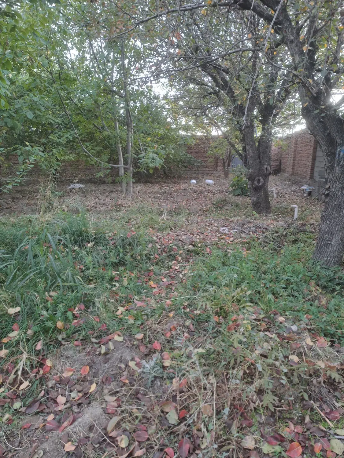 زمستان گذرانی زنبور عسل