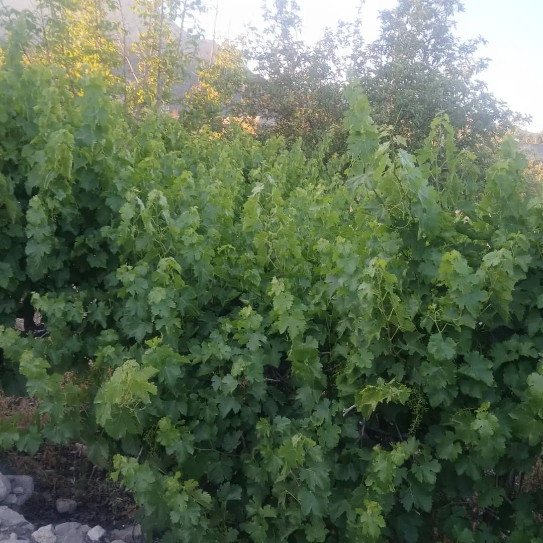 زمین باغ شهری دشت ارژن
