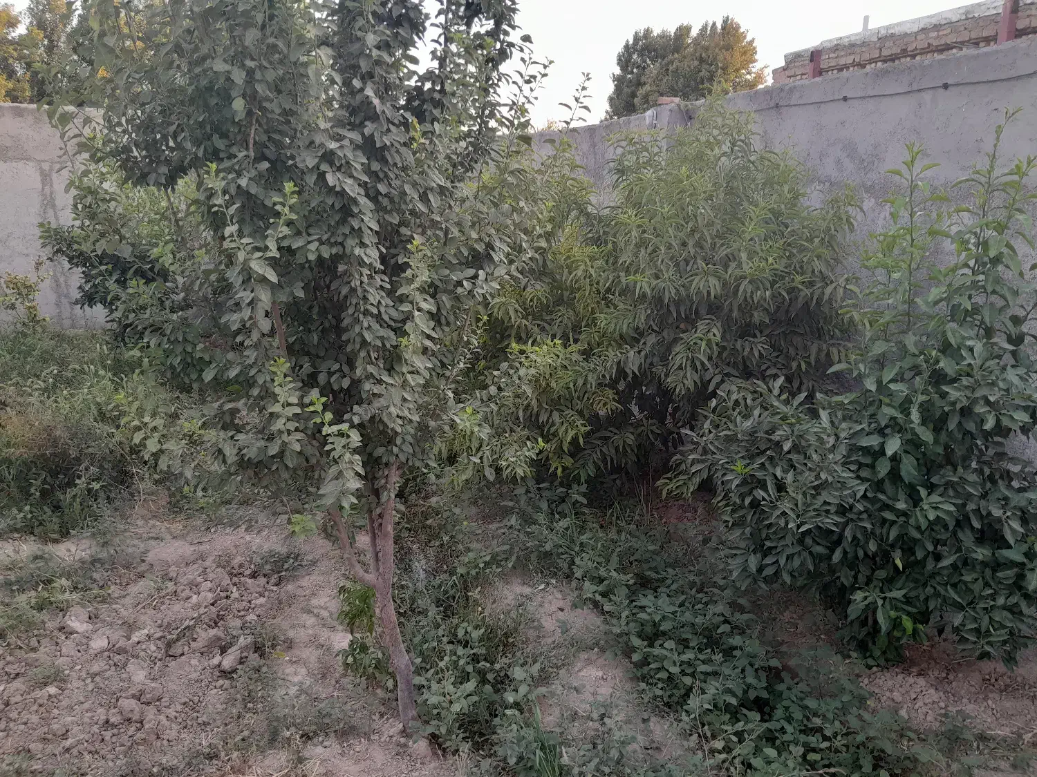 چهار دیواری