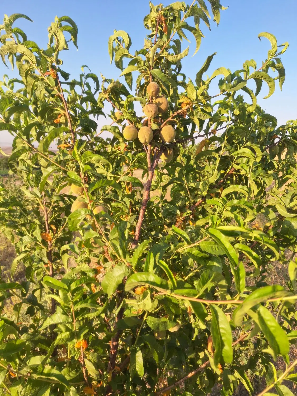 فروش باغ