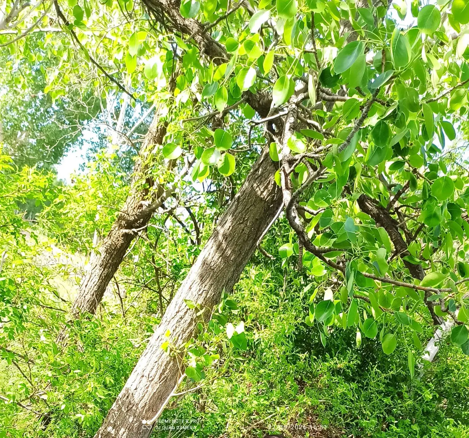 فروش باغی در روستای هریس