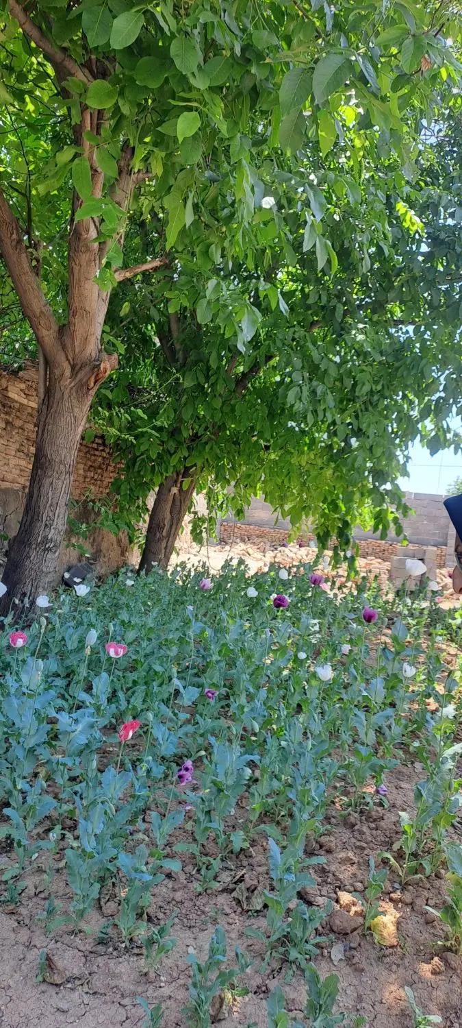 زمین شهرک بلوردی بیستون