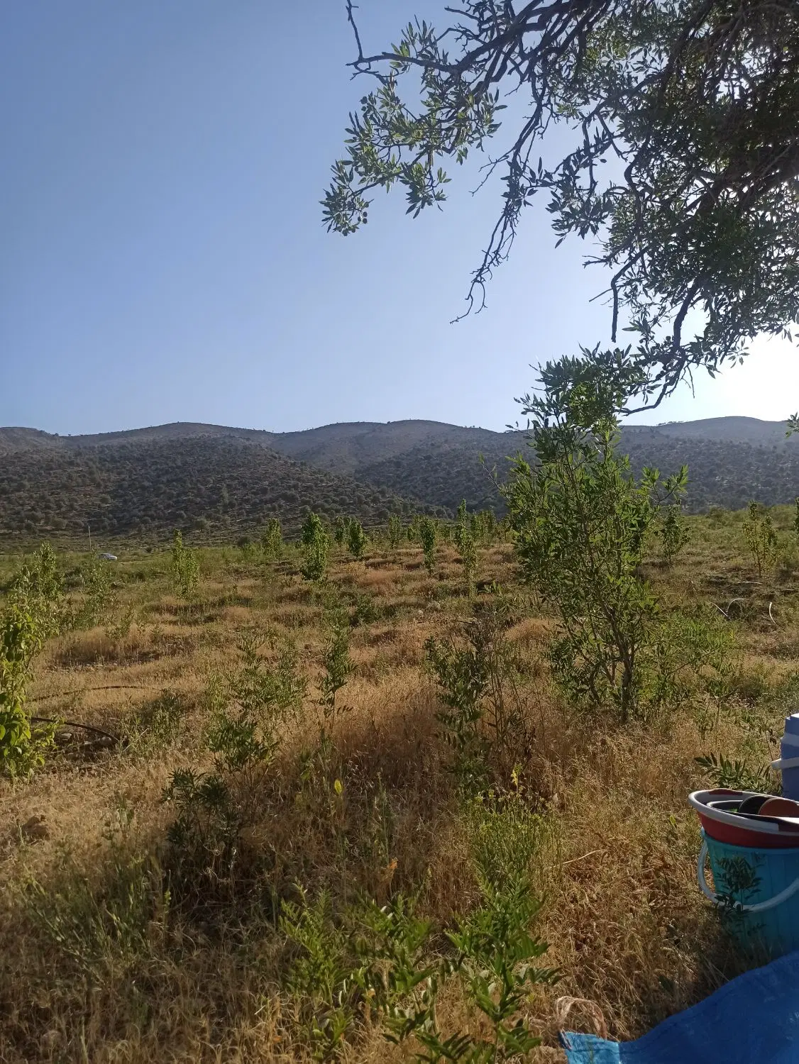 زمین کشاورزی _باغی