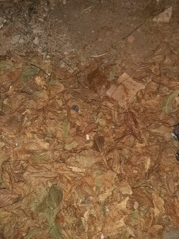 زمین کشاورزی هفشجان