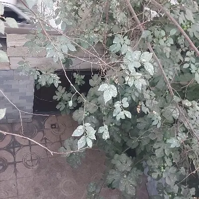 اجاره مستغلات