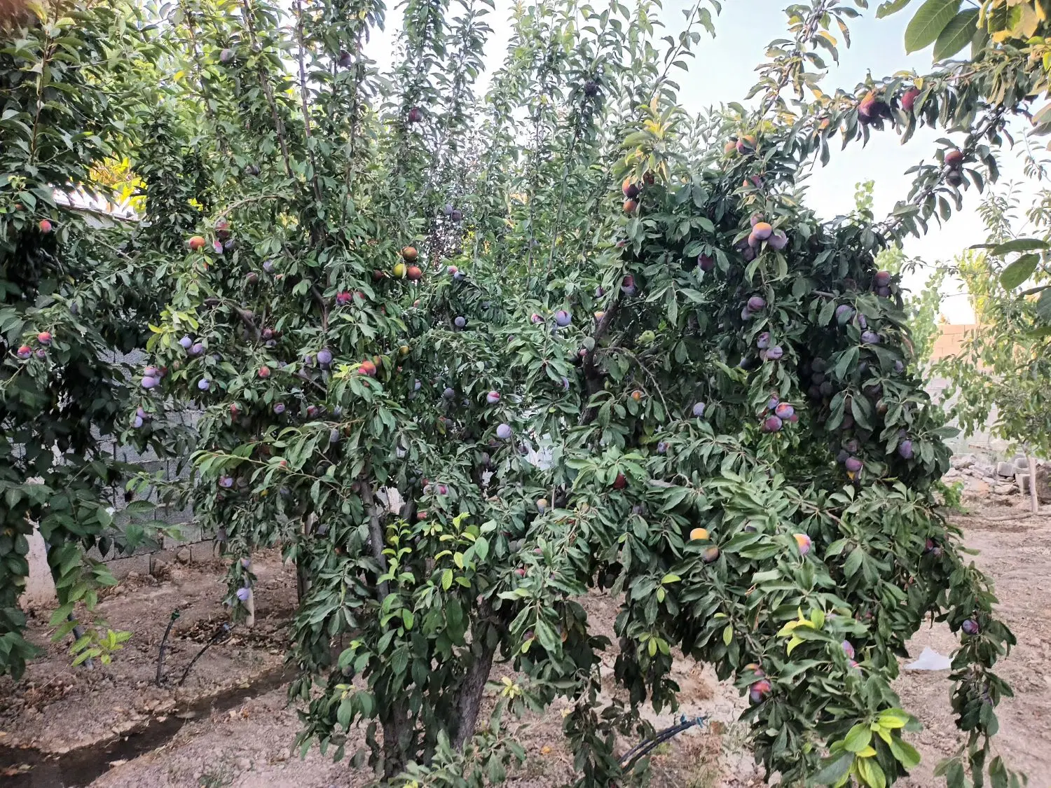 باغچه پدم صفادشت سند۶دانگ