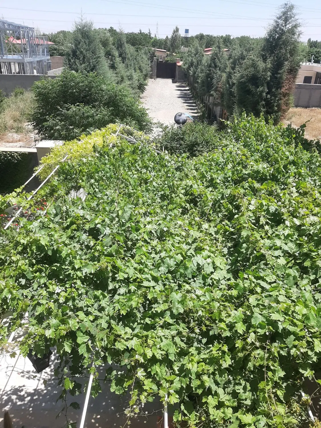 دو قطعه زمین چهاردیواری ۳۵۰ متری بوستان چهارباغ