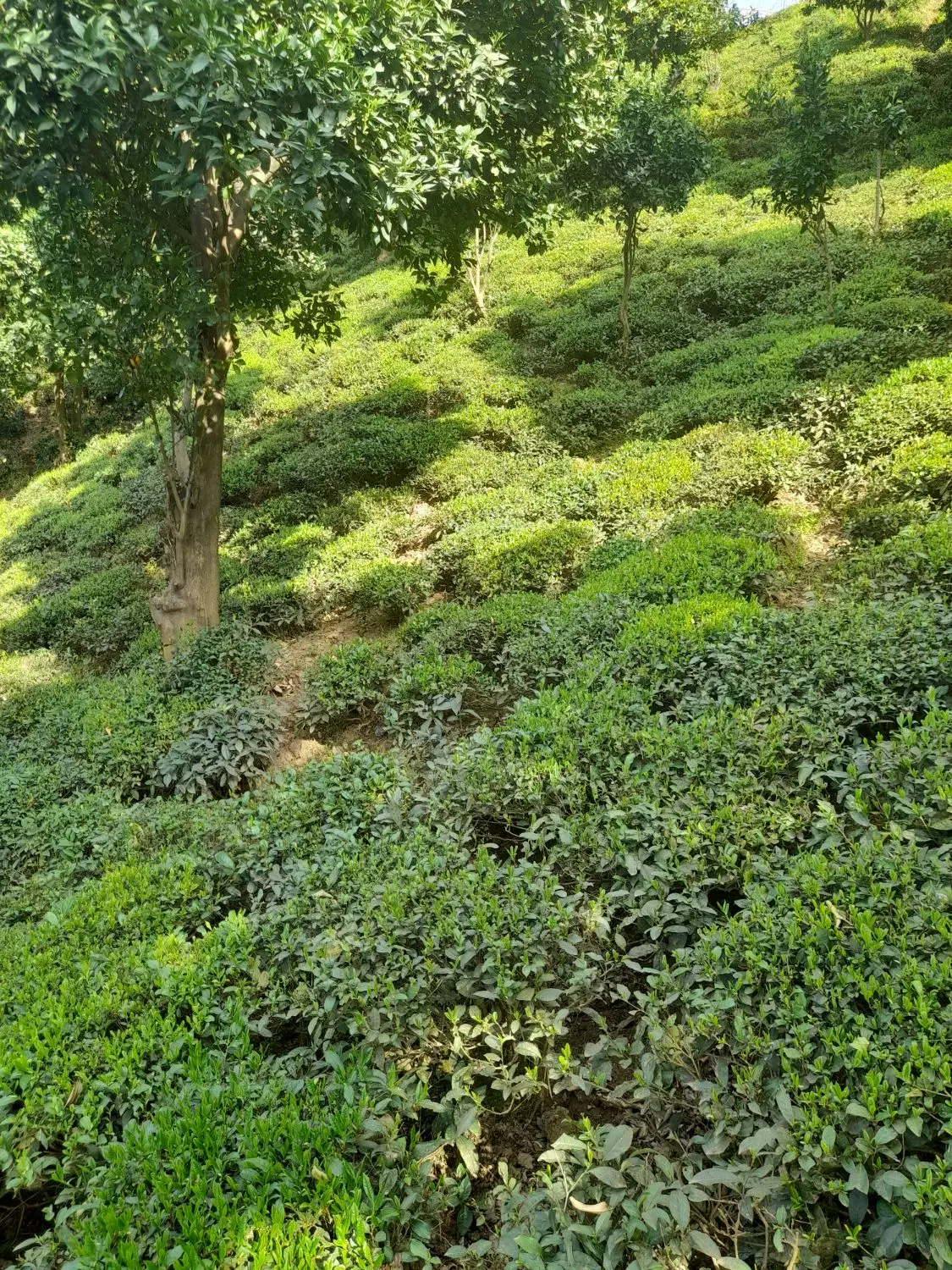 فروش باغ چای ومرکبات