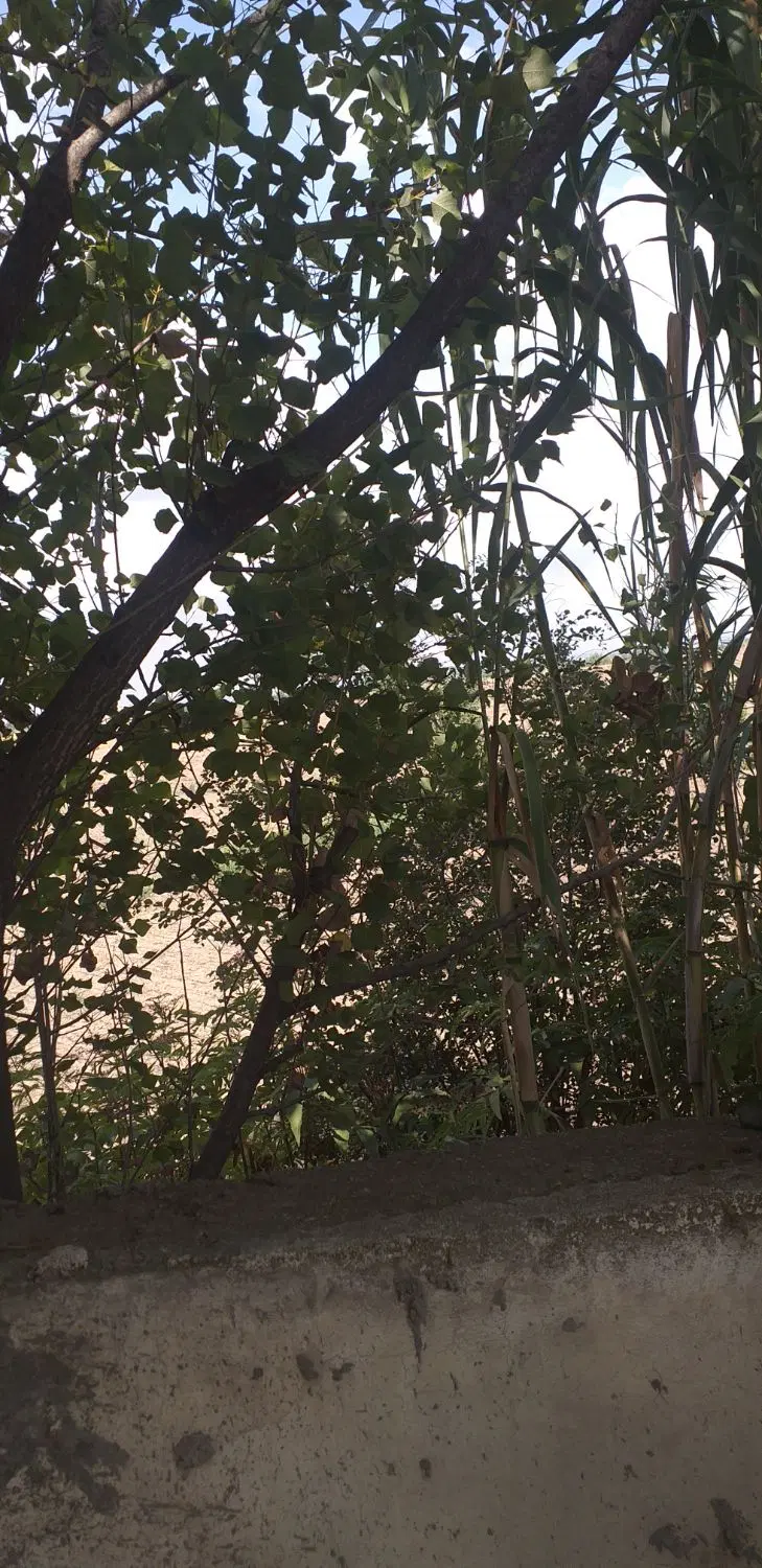 زمین کشاورزی