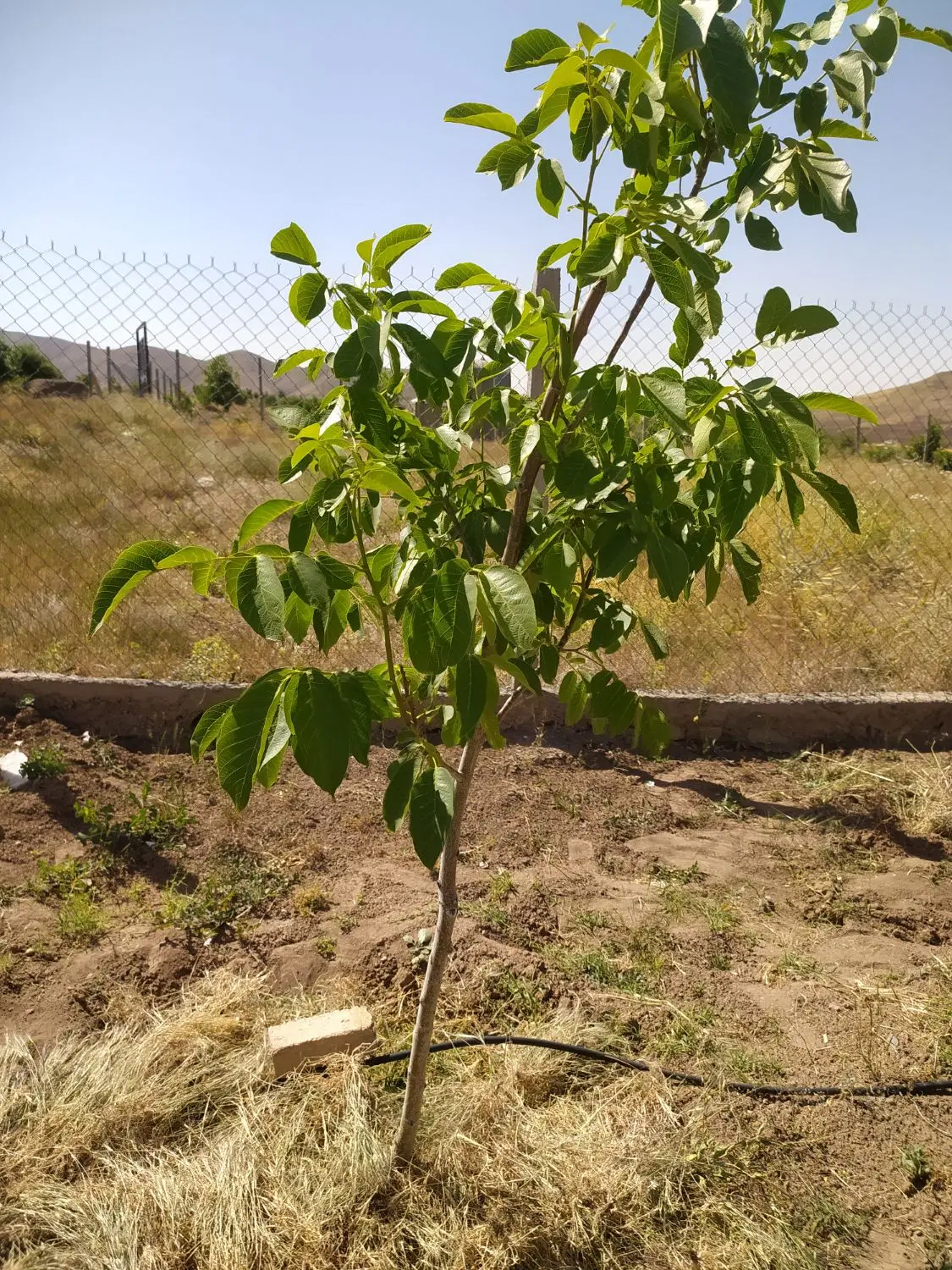 باغ ویلا نقلی منطقه توریستی رزجرد پسارو