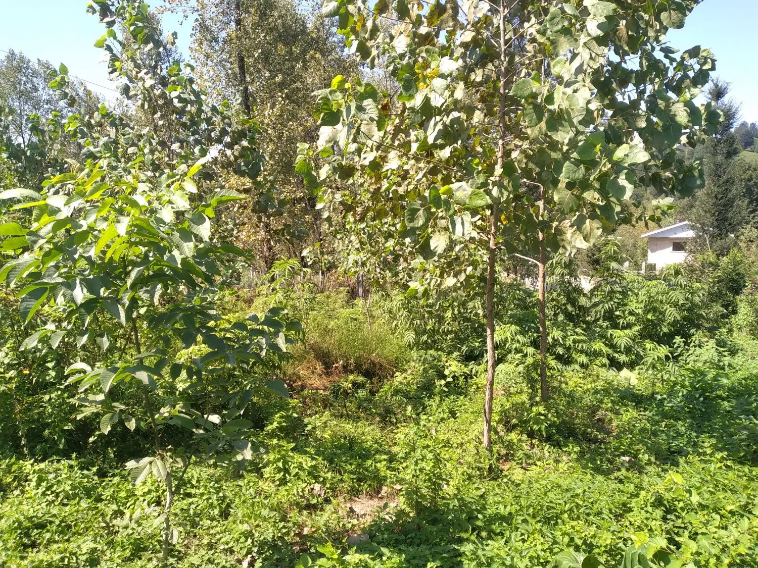 زمین ساخت سازی