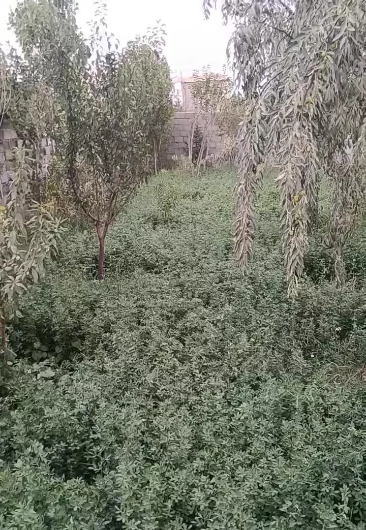 باغ قراملک تبریز