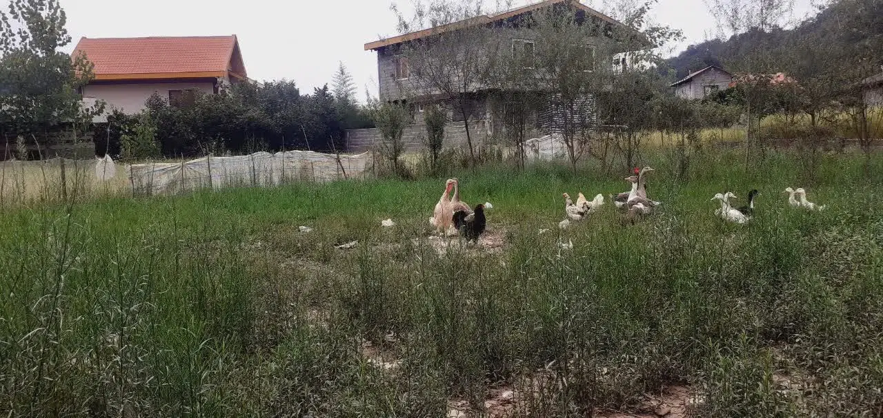 زمین مسکونی روستایی