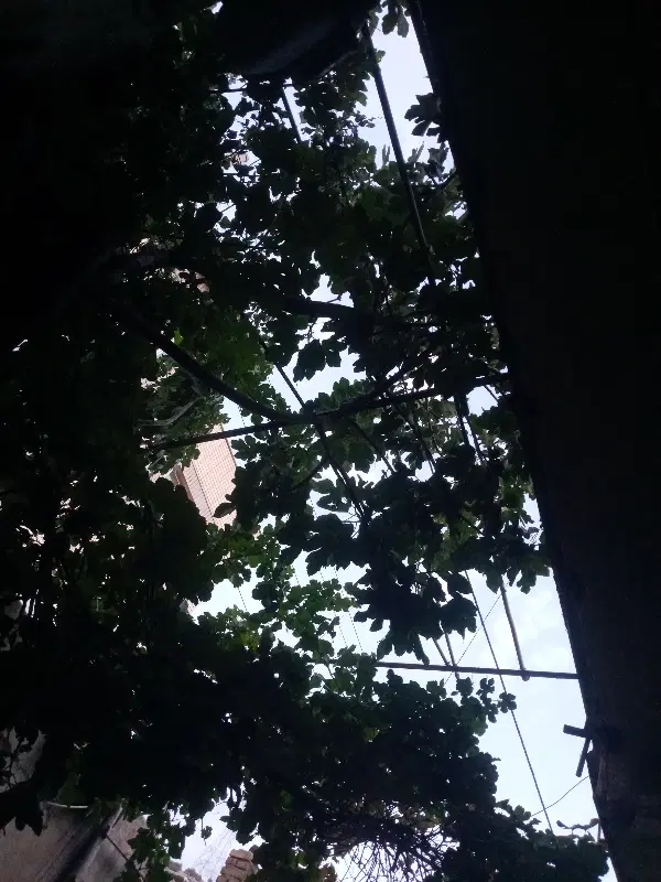 خانه مسکونی روستامیلاس