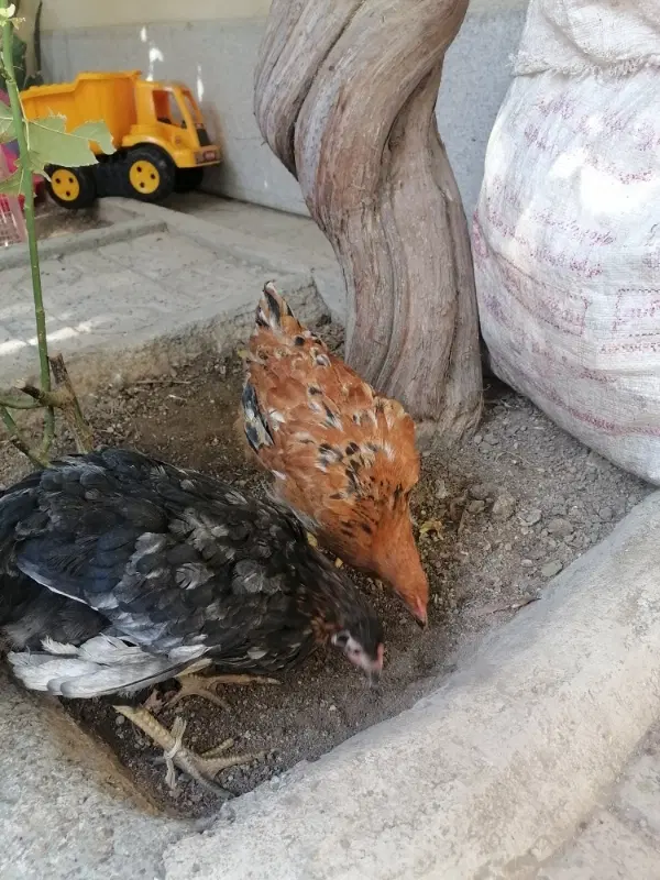 خانه ویلای