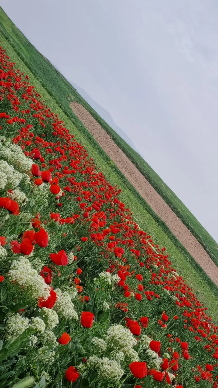 زمین متراژ بزرگ