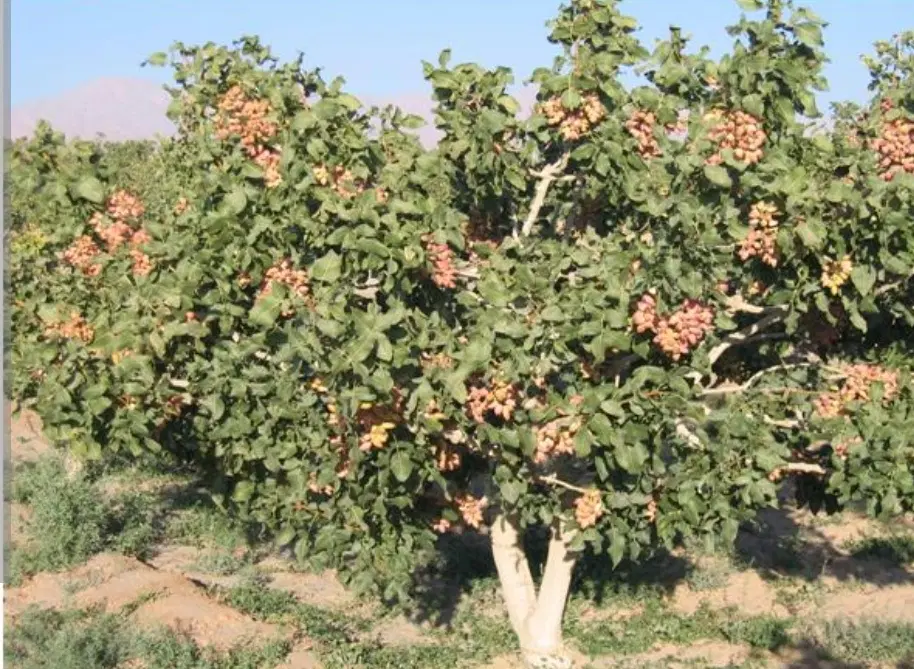 باغ پسته ۱۵هکتار باغ میوه ۱۱ و۱۲ هکتاری فروشی