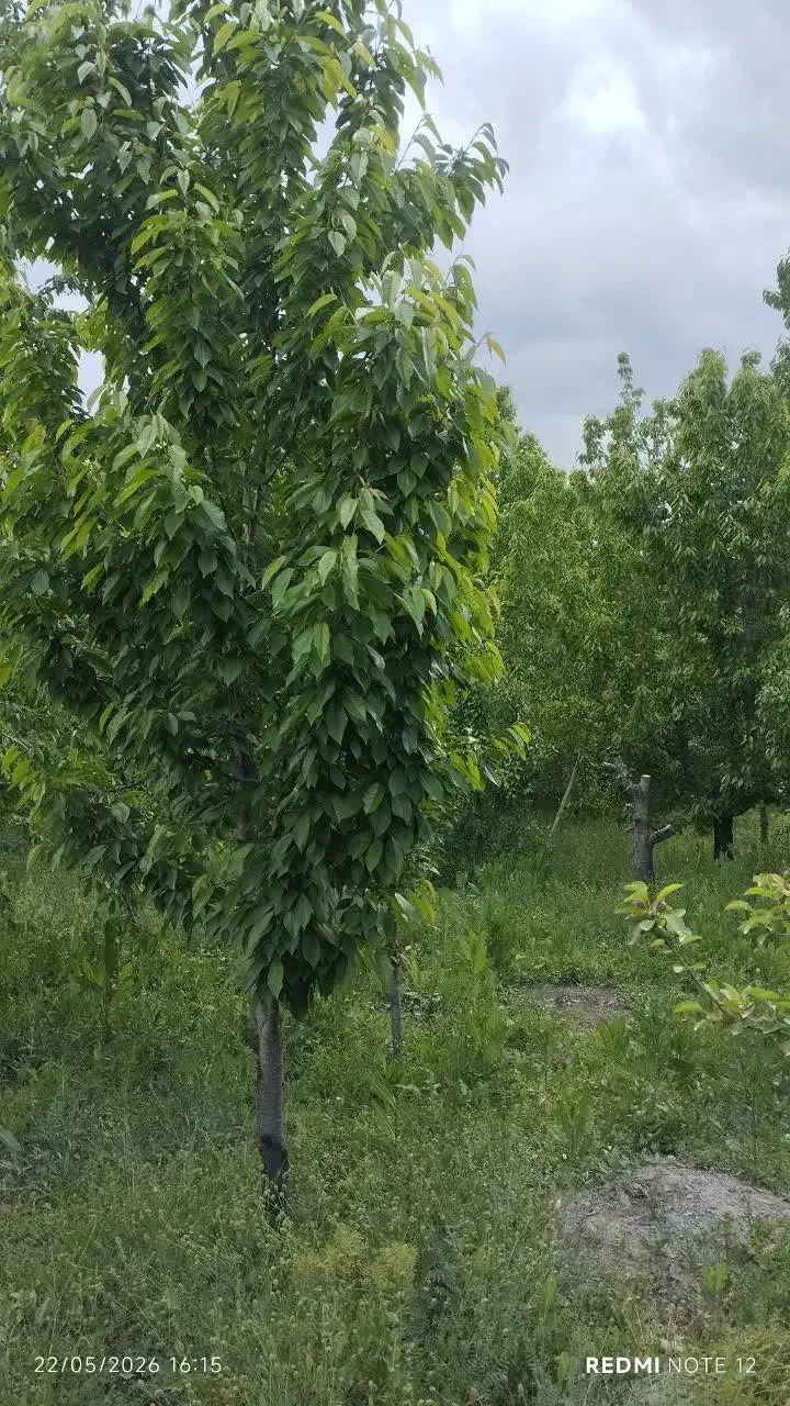 زمین باغی در روستای اسلام رود زمینهای پیرو