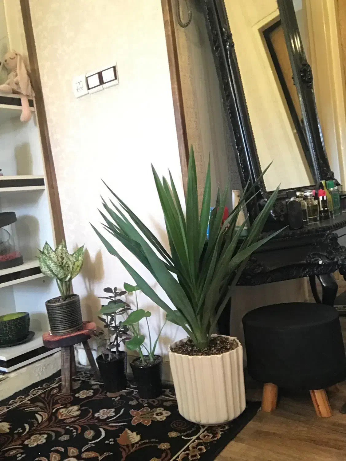 هم خونه