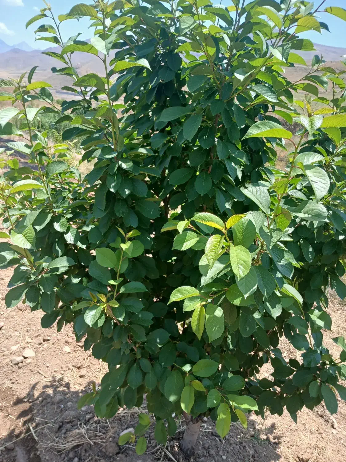 باغ مثمر بمنراژ۳۵۰۰متر واقع درروستای جامیشان