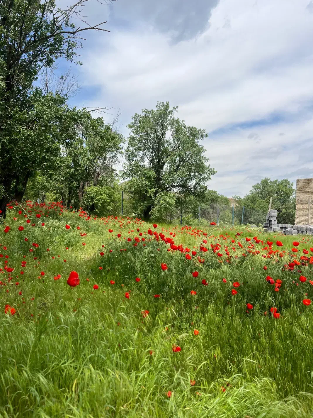زمین باغی