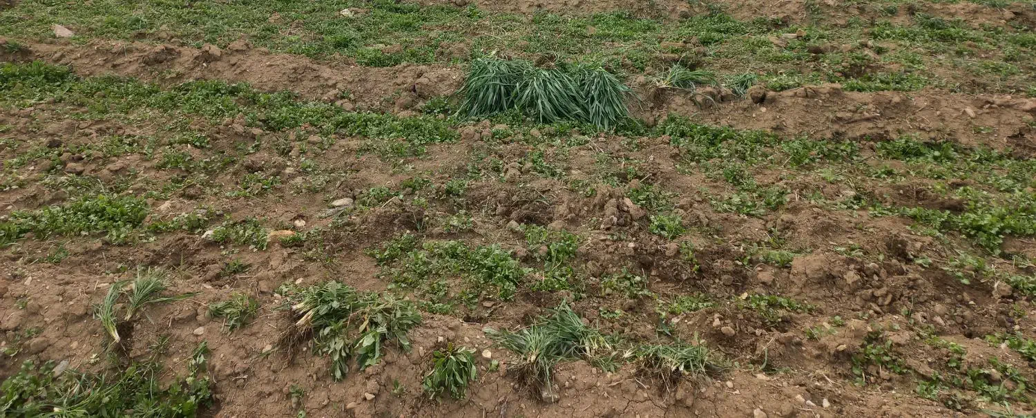 زمین کشاورزی تجاری