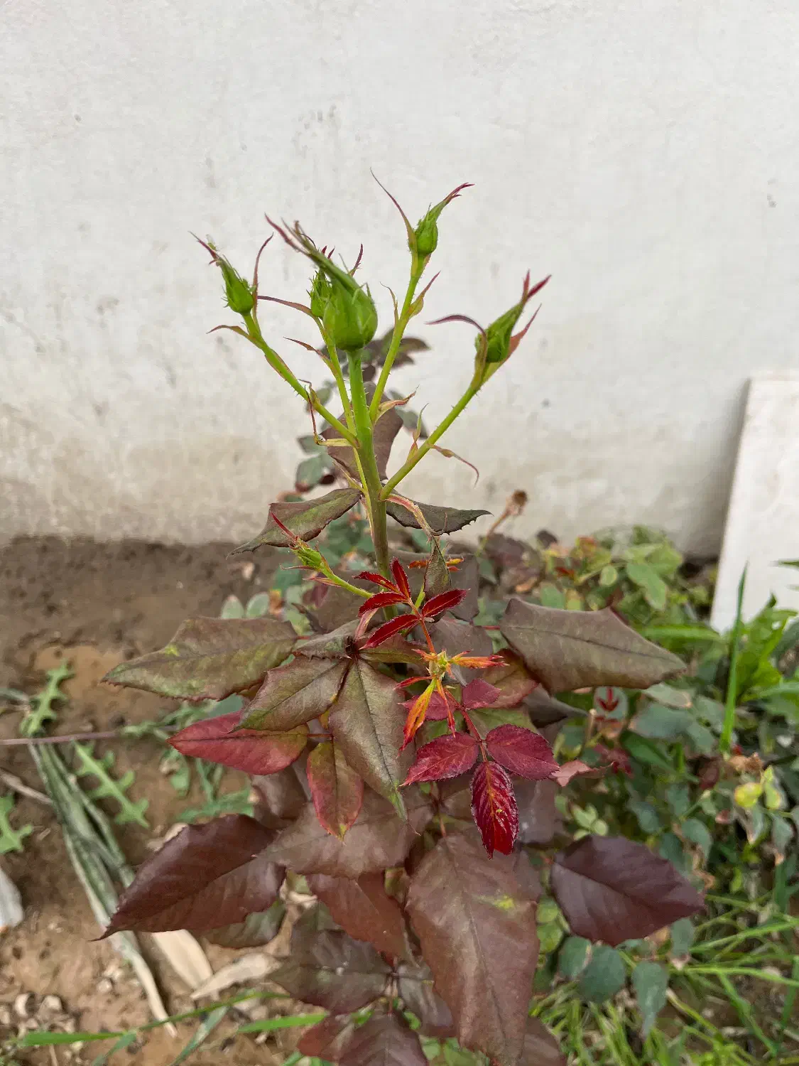 اجاره دو گلخانه  ب صورت مجزا ۲۰۰۰متری و ۵۰۰۰ متری