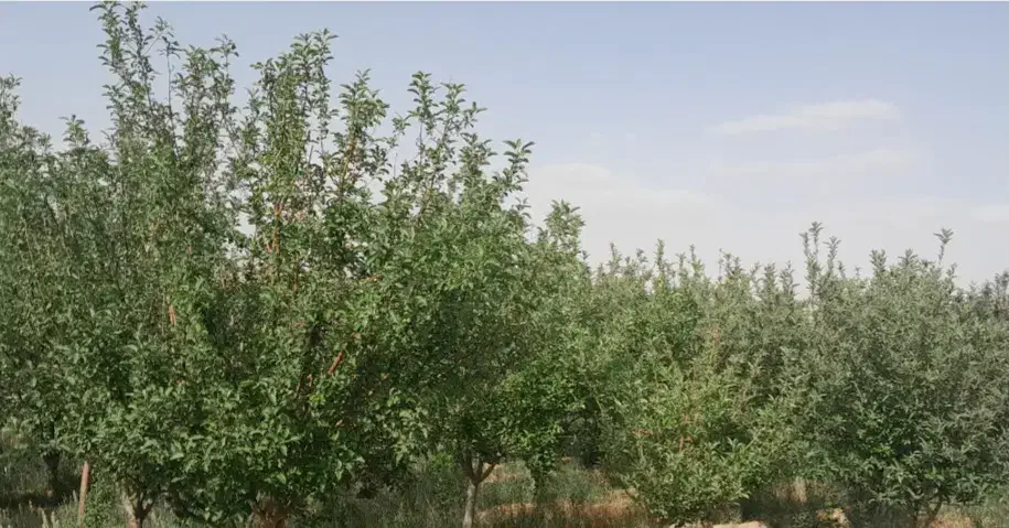 با ۲ ملیارد صاحب خانه و باغ ویلا  در ییلاقات شوید