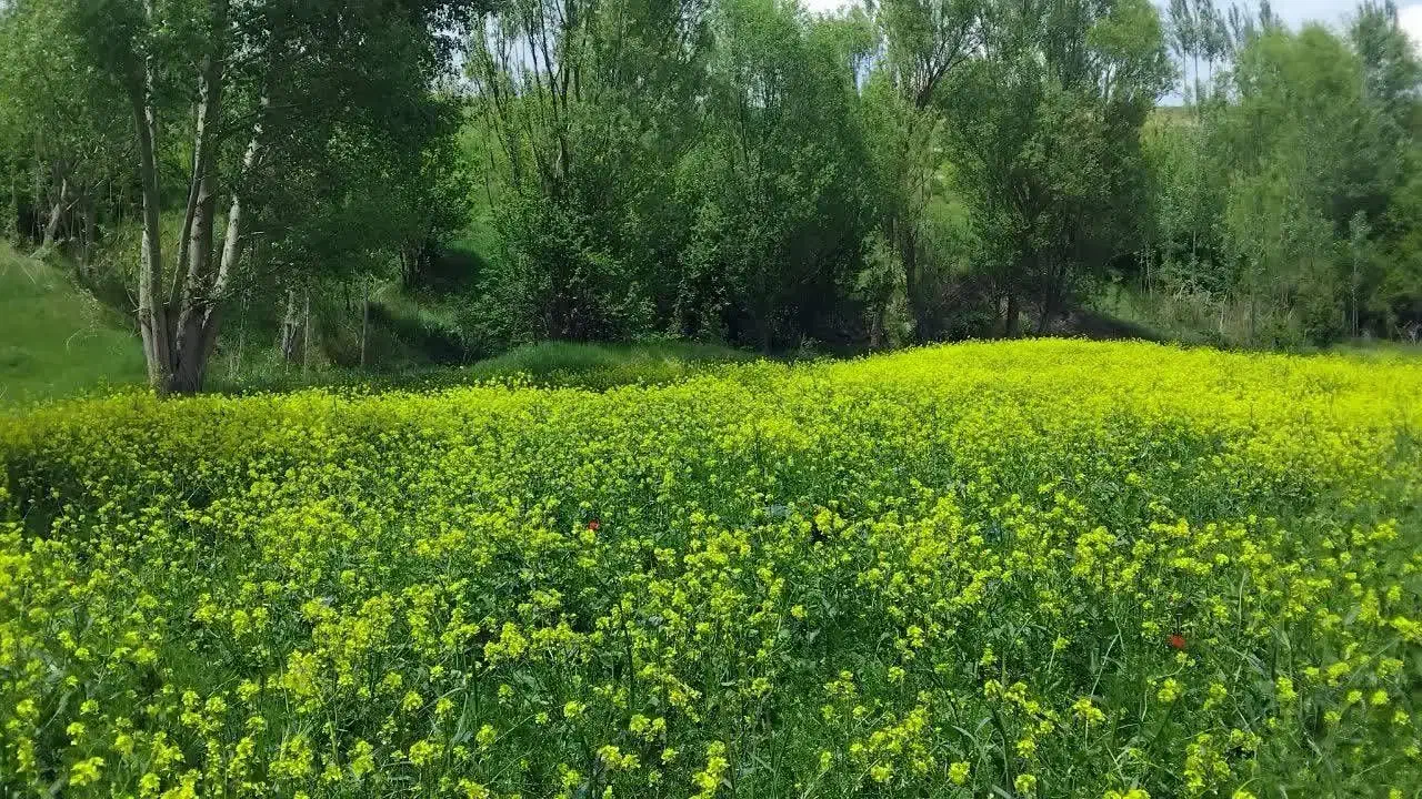 زمین کشاورزی سرعین