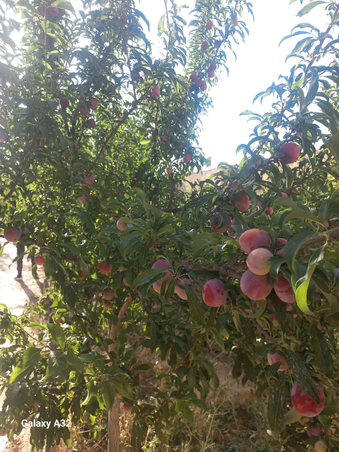 باغچه ۳۱۵ متری چسبیده به بافت گنبدواز .بهشت رضوان
