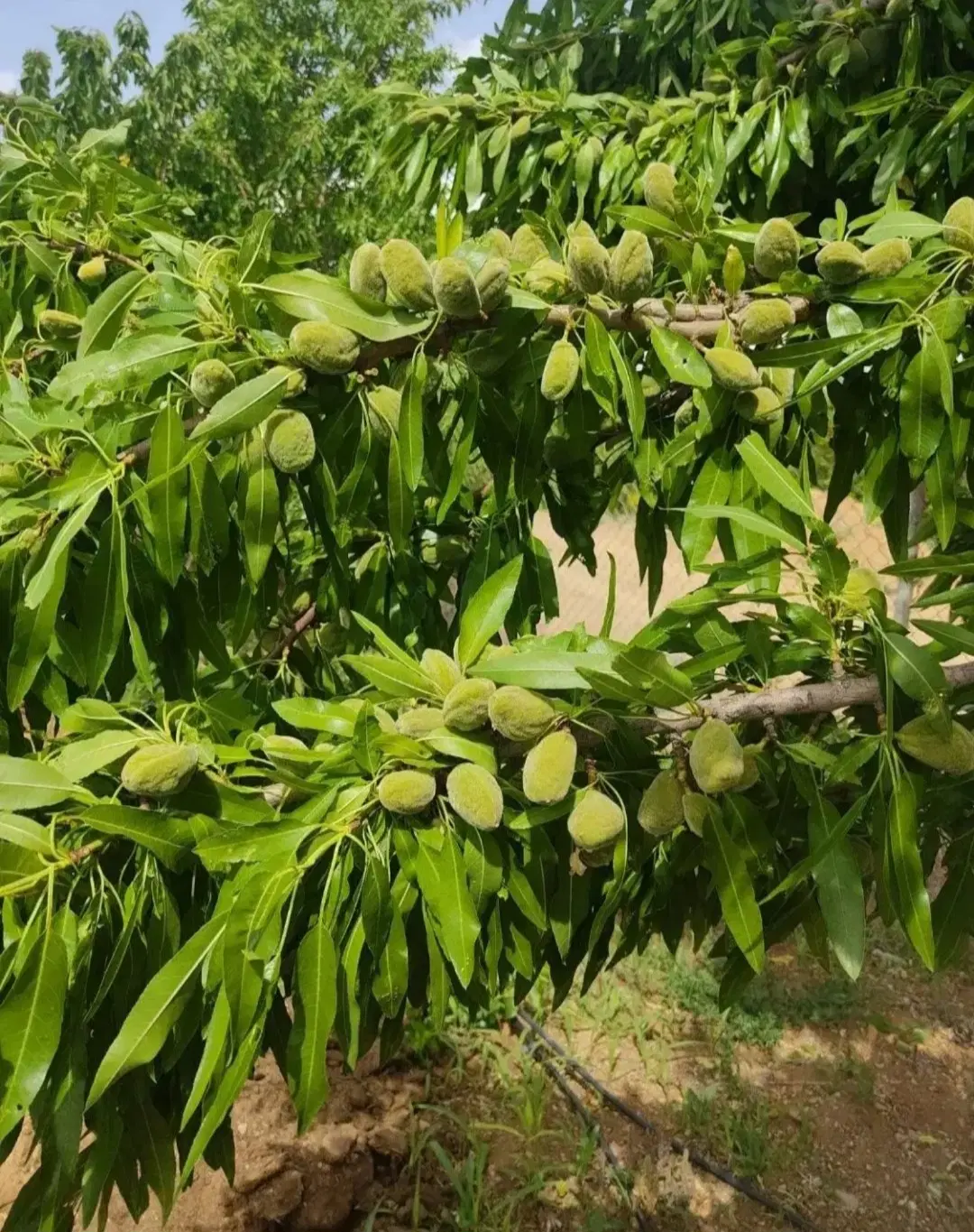 باغ سامان سند دار