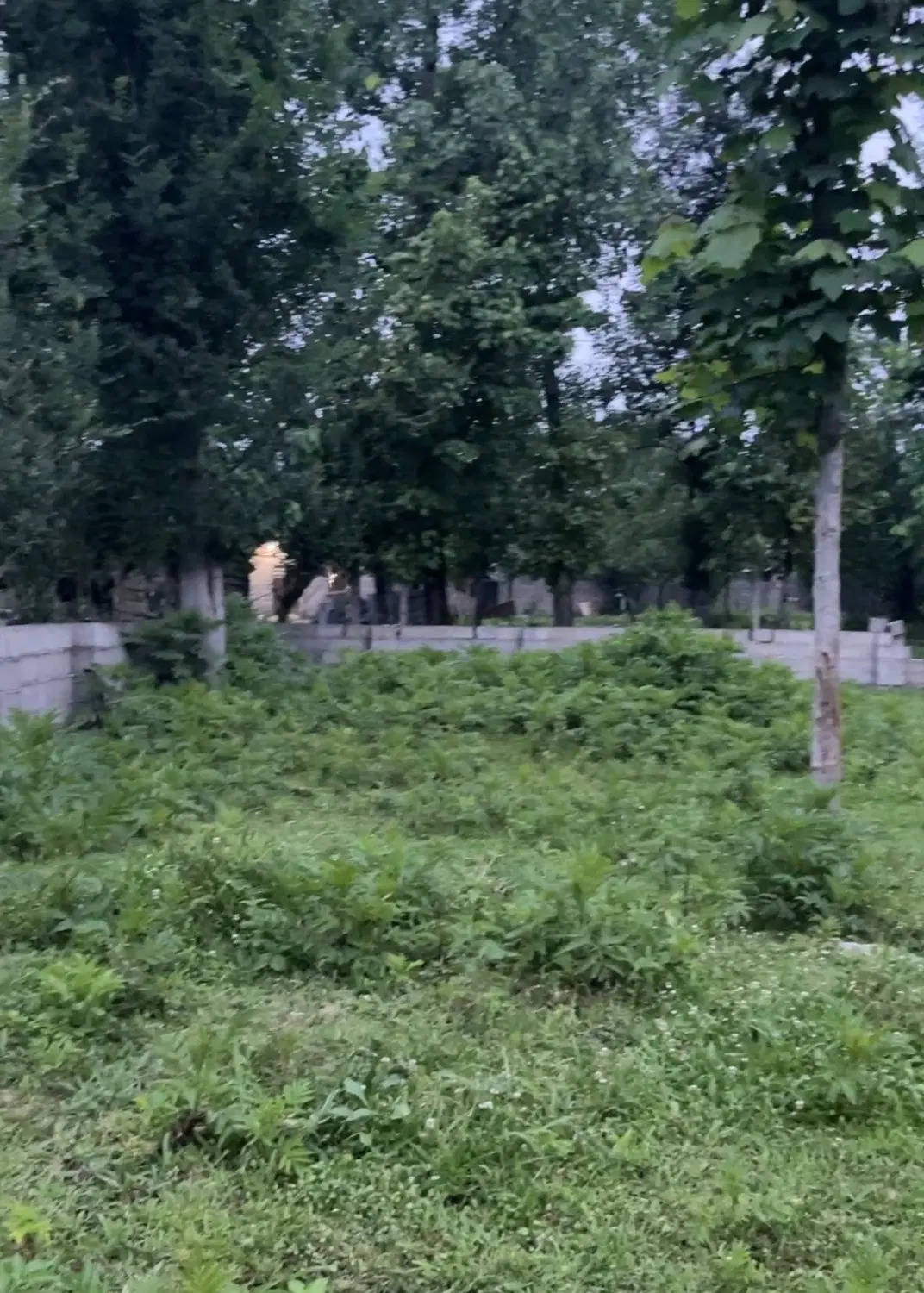 زمین ۲۵۰ متری ماکلوان